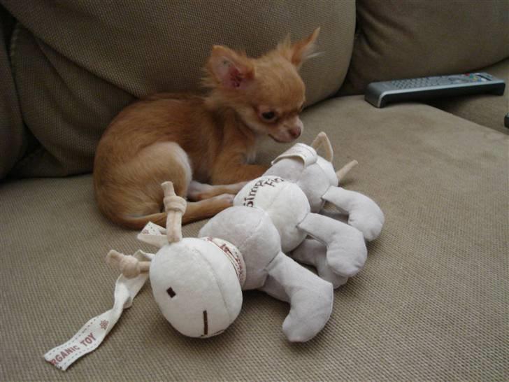 Chihuahua *Annabell <3* - Annabell og yndlings larven =oD billede 7