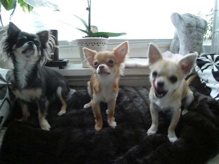 Chihuahua *Annabell <3* billede 8