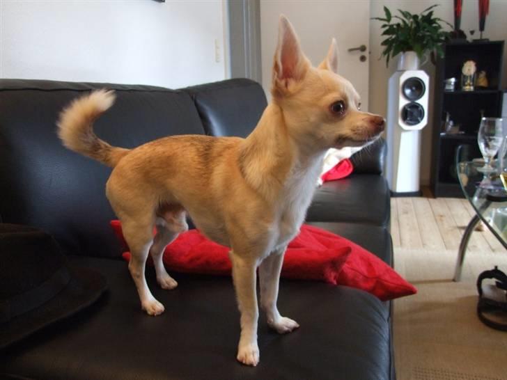 Chihuahua Riki - Sofadyr.... billede 7