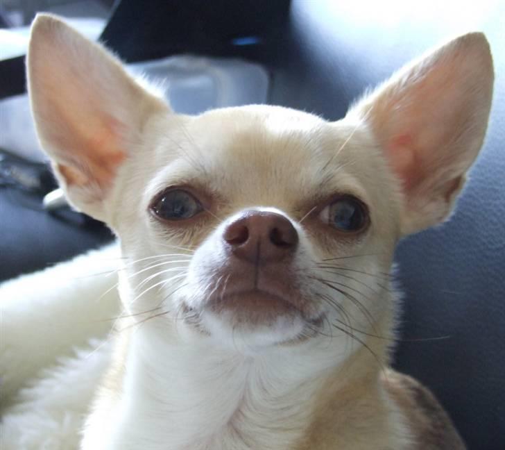 Chihuahua Riki - Kan jo ikke gøre for, jeg er blå-øjet... billede 8