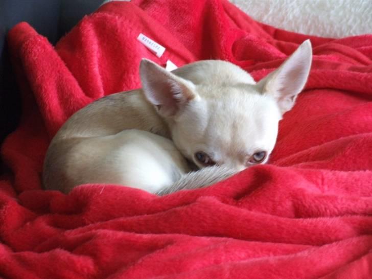 Chihuahua Riki - Selvom jeg er TRÆT, skal jeg altså lige følge med i det hele. Sæt noget gik min snude forbi... billede 9