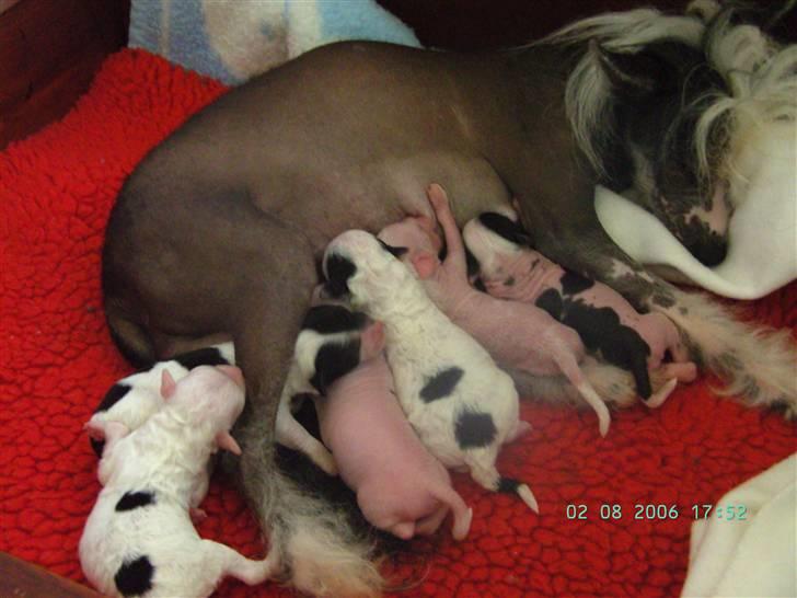 Chinese crested hårløs Dai-sy Star Caprisio billede 5