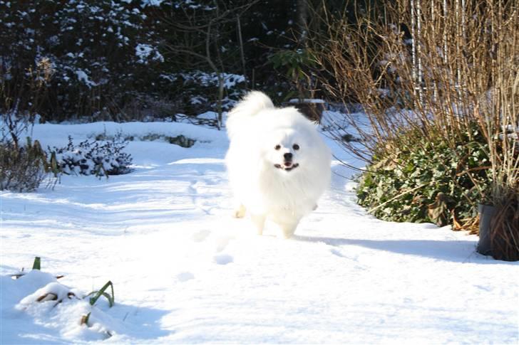 Japansk spids Malik billede 8