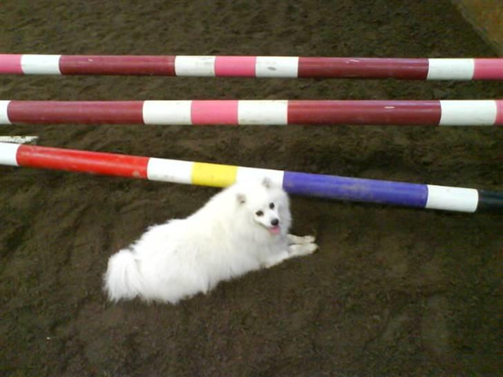 Japansk spids Malik billede 9