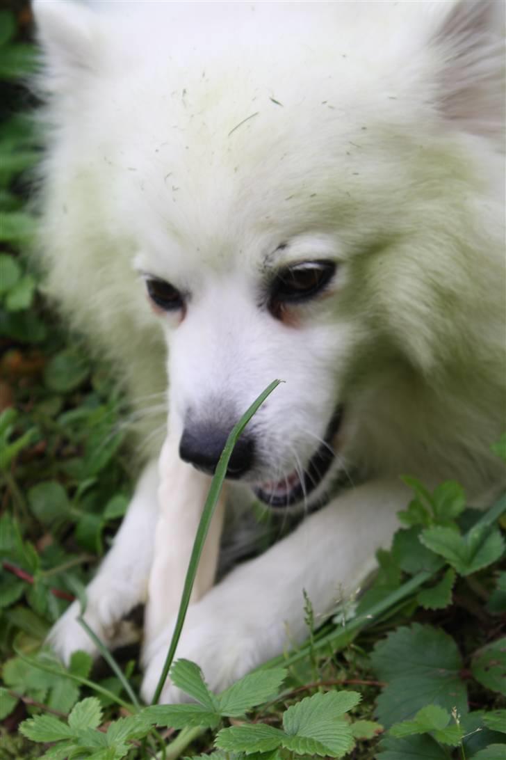 Japansk spids Malik - har du noger mad til mig !!! billede 12