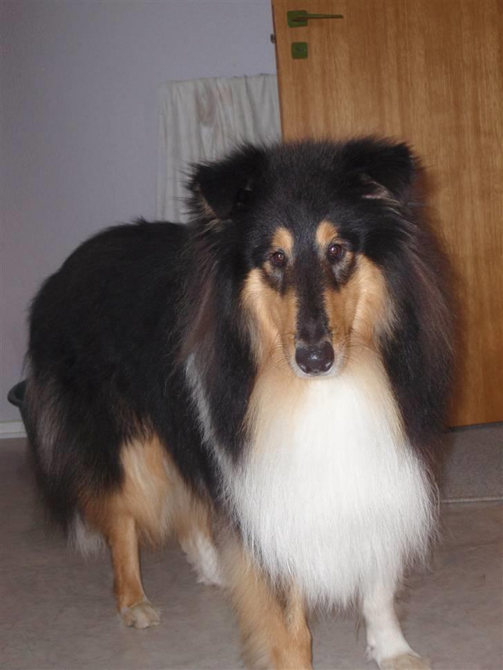 Collie langhåret Rambo - 15 mdr.... billede 14