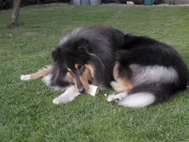 Collie langhåret Rambo billede 15