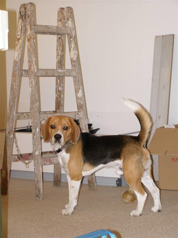 Beagle Bob RIP 22/10-2017 - Jeg er en rigtig handyman... billede 16