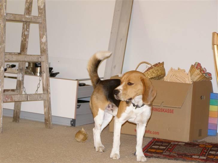 Beagle Bob RIP 22/10-2017 - Skal lige se efter om de folk gøre det rigtigt... billede 17