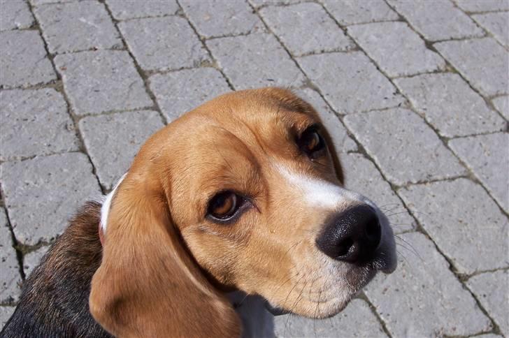 Beagle Bob RIP 22/10-2017 - Hej hej Peter nu løber jeg ud og leger... billede 18