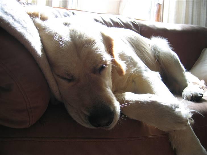 Golden retriever Daffy Dog Hansen billede 1