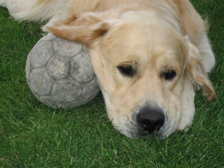 Golden retriever Daffy Dog Hansen billede 2