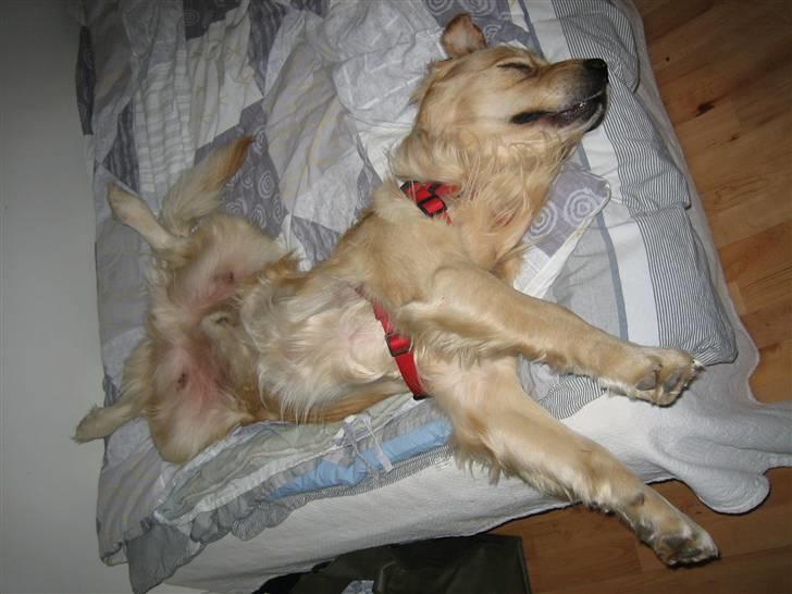 Golden retriever Daffy Dog Hansen billede 3