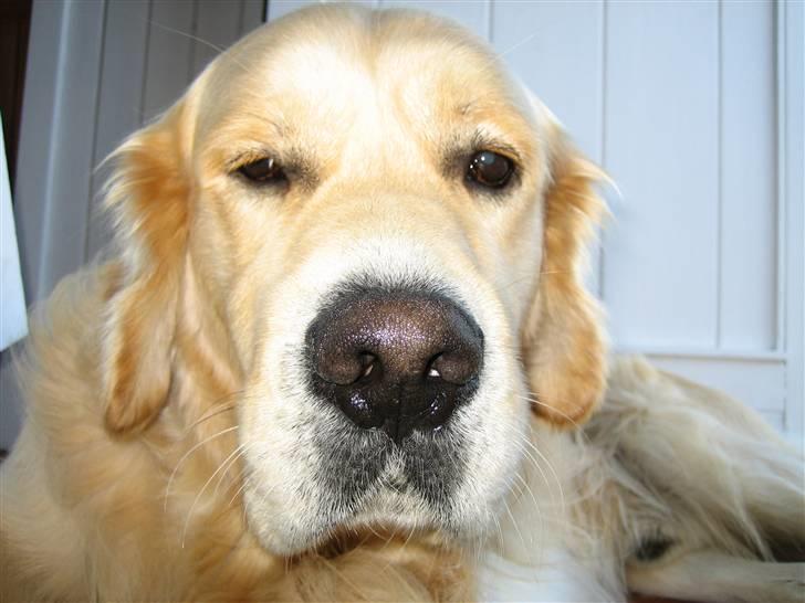 Golden retriever Daffy Dog Hansen billede 4