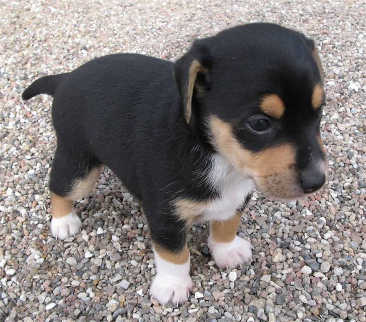 Dansk svensk gaardhund Mons - Her han cirka 5 uger gammel, og meget fotogen :) billede 1