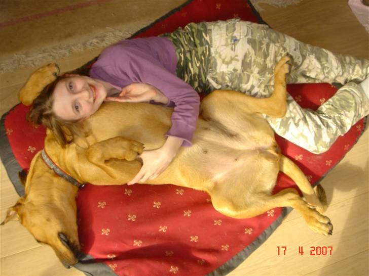 Blanding af racer "Broweiler" Kira - hygge hunden *ss* billede 2