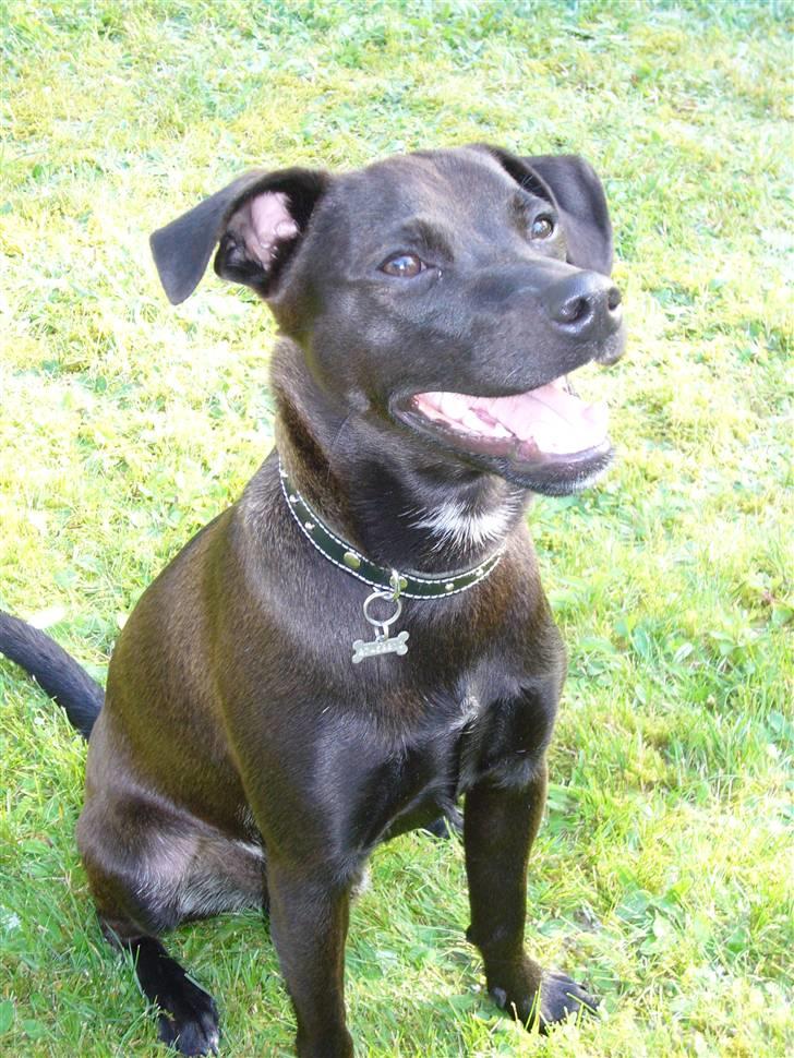 Blanding af racer Blacki - ser jeg ikke stor og farlige ud.. potedask til jer derude.. billede 11