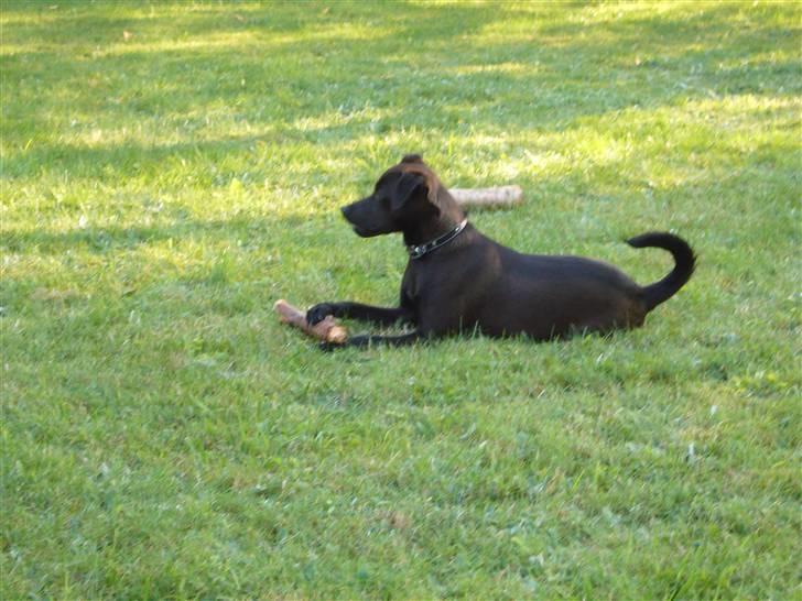 Blanding af racer Blacki - det min pind..! billede 12