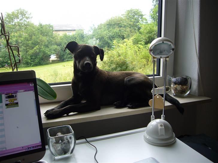 Blanding af racer Blacki - lav dine lektier nu..! vuf  billede 13