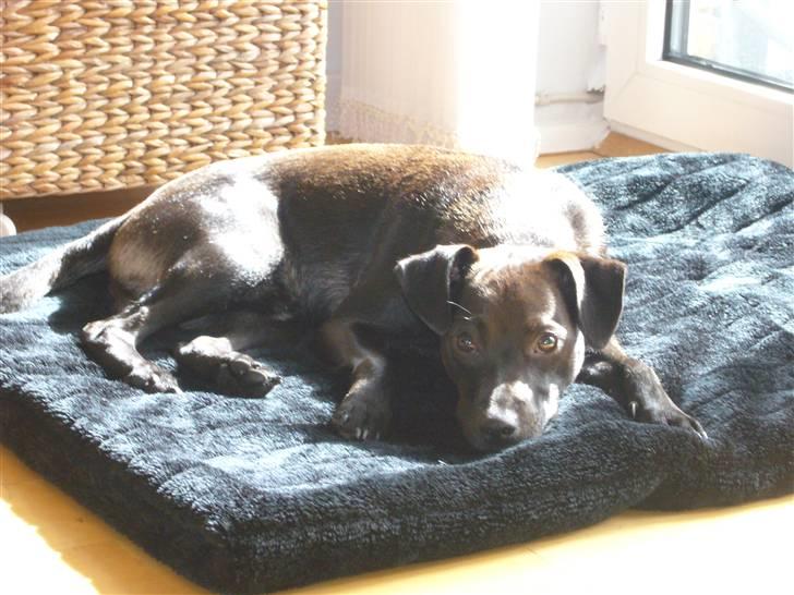 Blanding af racer Blacki - ligger lige i solen på mit dyre tæppe.. hehe billede 14