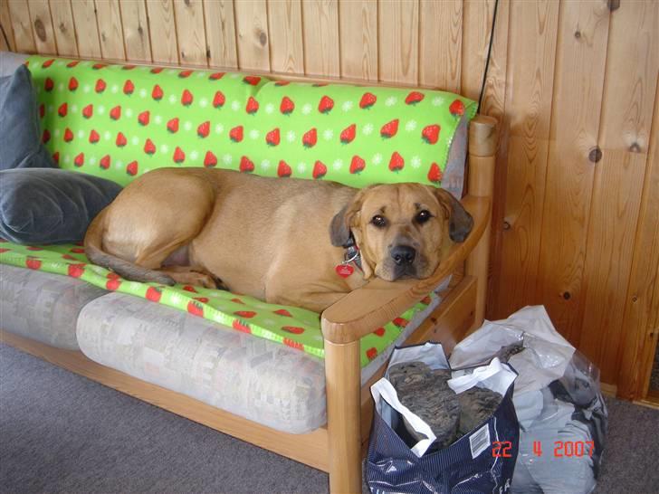 Blanding af racer "Broweiler" Kira - nysgerrige Kira *s* billede 3