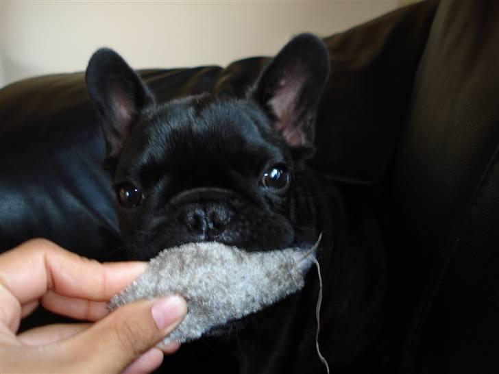 Fransk bulldog Samson billede 19