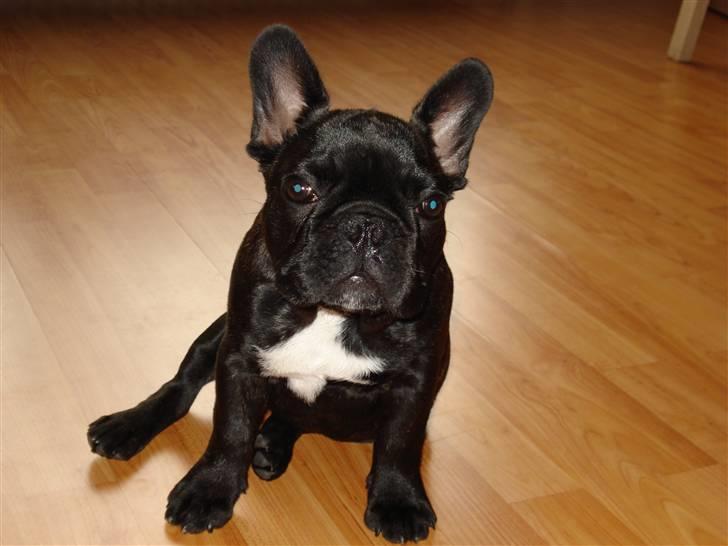 Fransk bulldog Samson billede 20