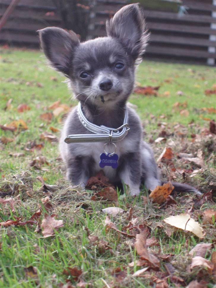Chihuahua ** Casanova ** - Hejsa alle sammen :D... Er jeg ikke skøn? billede 1