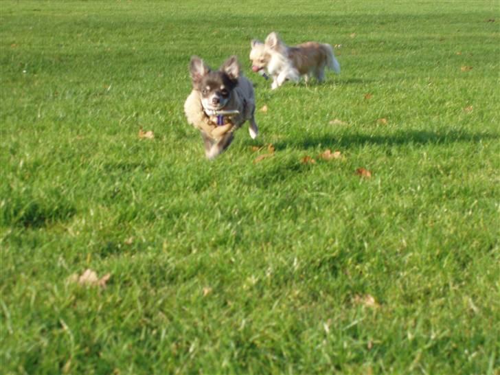 Chihuahua ** Casanova ** - Jeg kommer nu moar :D. billede 2