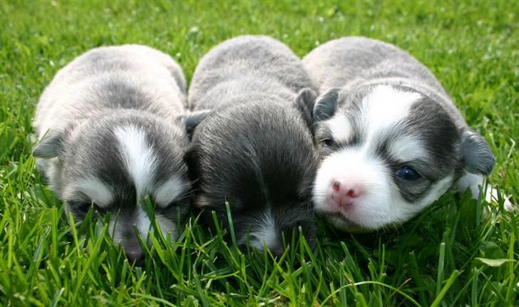 Chihuahua ** Casanova ** - .... mellem min bror og søster!! billede 3