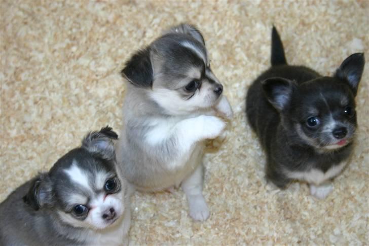 Chihuahua ** Casanova ** - Helt til højre er jeg :) billede 4