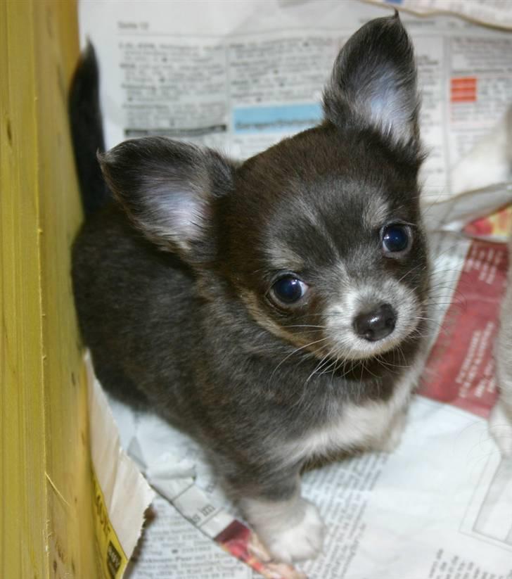 Chihuahua ** Casanova ** billede 5