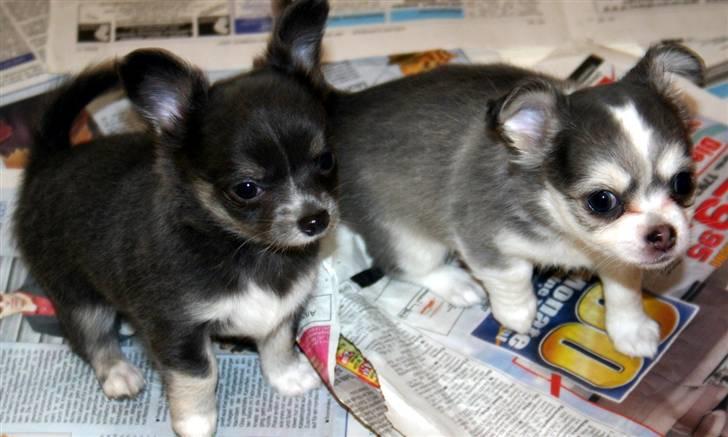 Chihuahua ** Casanova ** billede 6