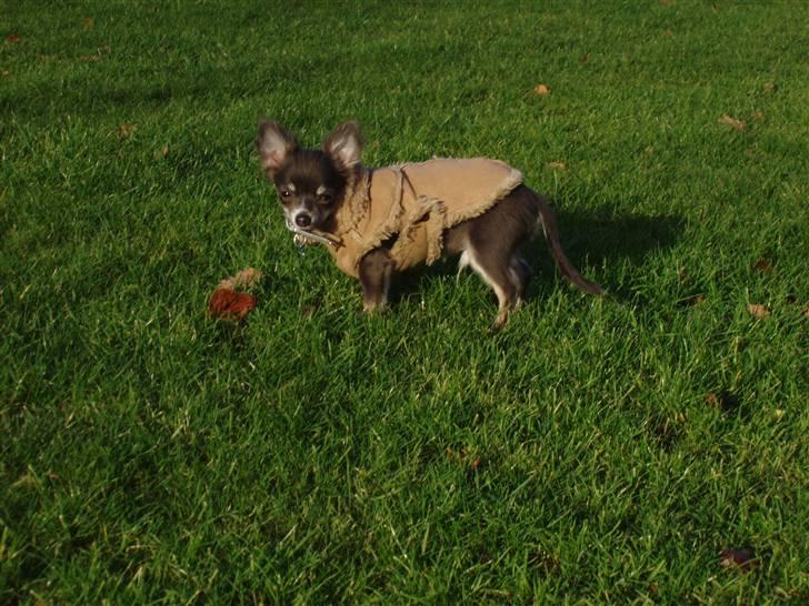 Chihuahua ** Casanova ** - Uhhh det er nu dejligt med en lille frakke nu det er sååå koldt udenfor - brrrhhh billede 7