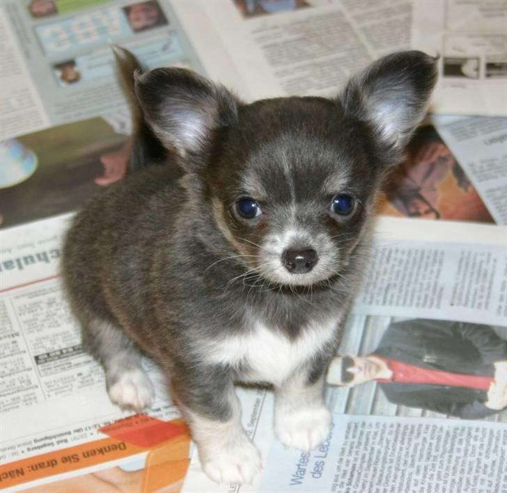 Chihuahua ** Casanova ** - Hvor nuttet kan man dog være?! ;) billede 8