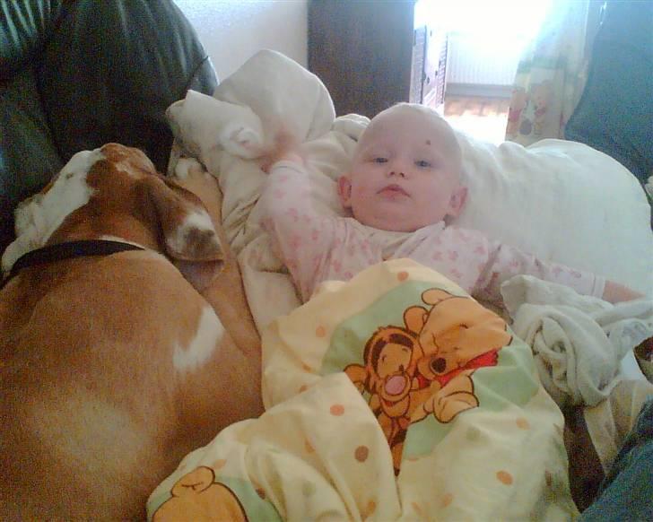 Grand danois Brutus - Zenia og brutus der tager en morfar på sofaen... billede 13