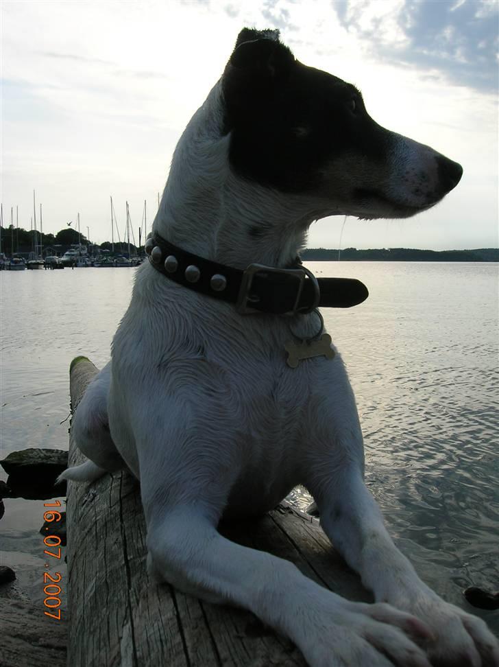 Dansk svensk gaardhund Mille  billede 11