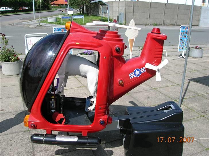 Dansk svensk gaardhund Mille  billede 12