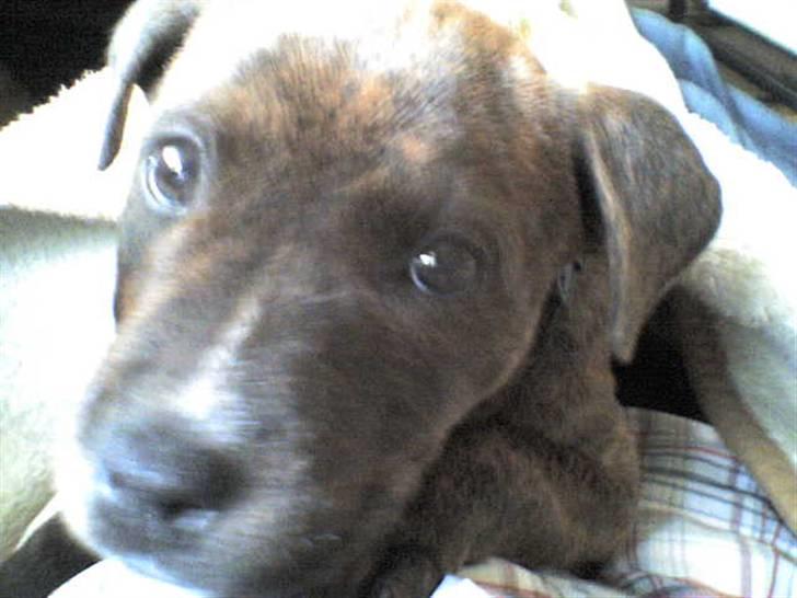 Blanding af racer Mille billede 9