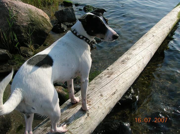Dansk svensk gaardhund Mille  billede 13