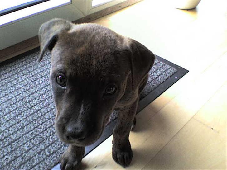 Blanding af racer Mille billede 10