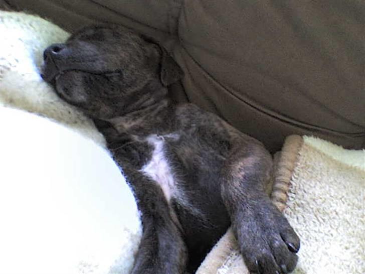 Blanding af racer Mille - man kan vel altid tage sig en lur hehe billede 11