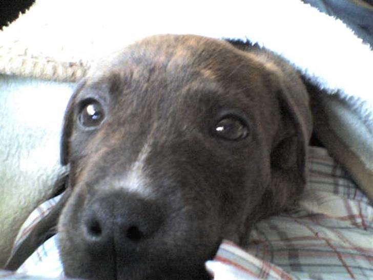 Blanding af racer Mille billede 12