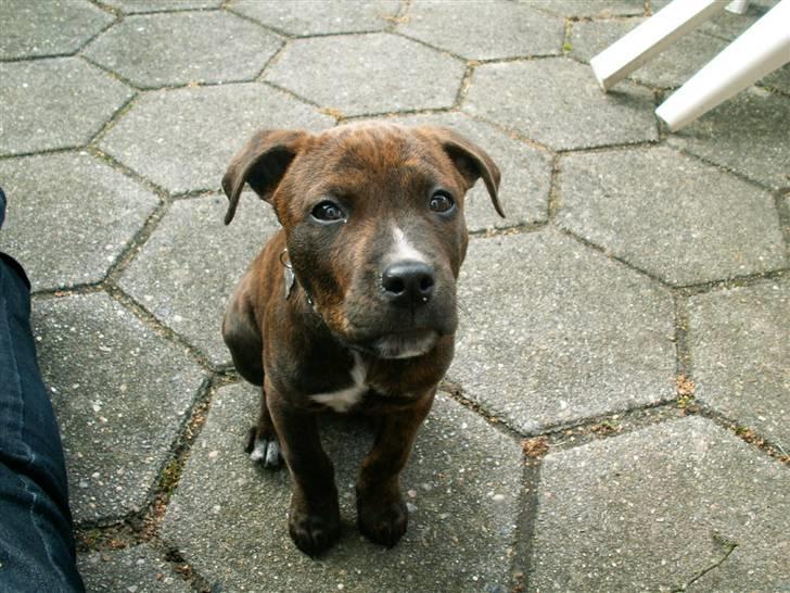 Blanding af racer Mille billede 13