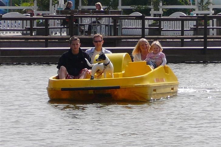 Dansk svensk gaardhund Mille  billede 14