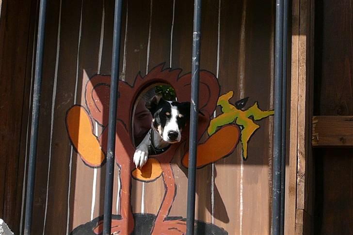 Dansk svensk gaardhund Mille  billede 15