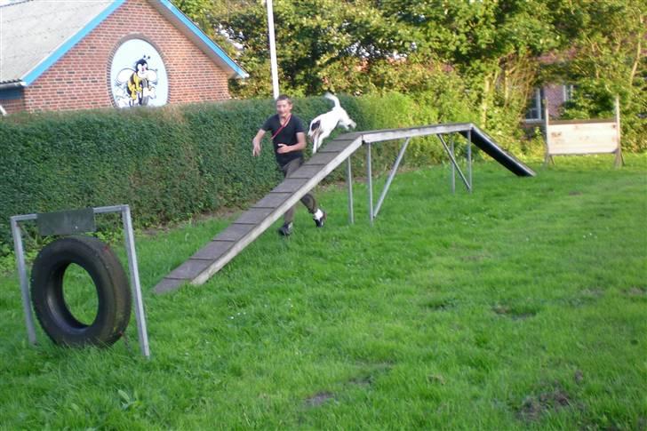 Dansk svensk gaardhund Mille  billede 16