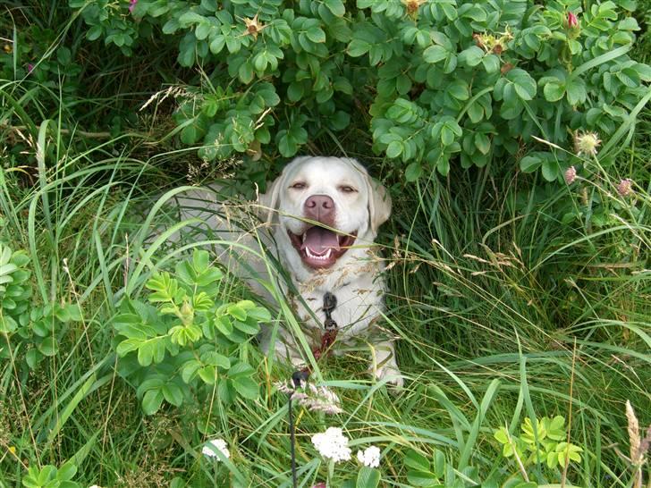 Labrador retriever Gustav billede 9
