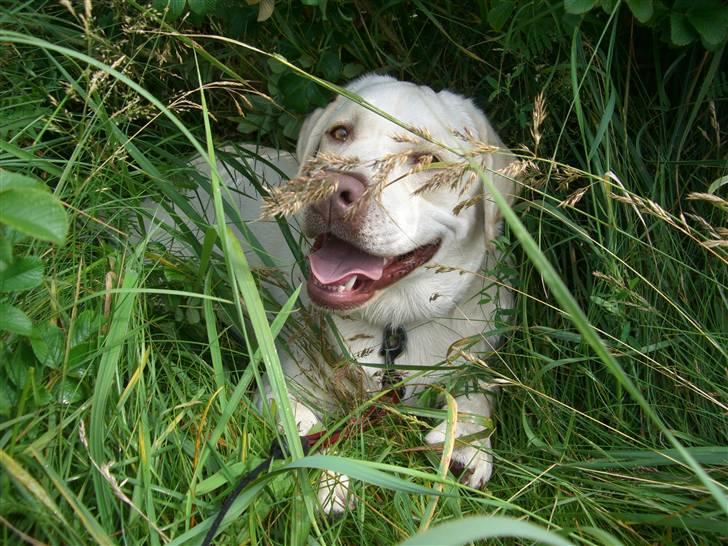 Labrador retriever Gustav billede 10