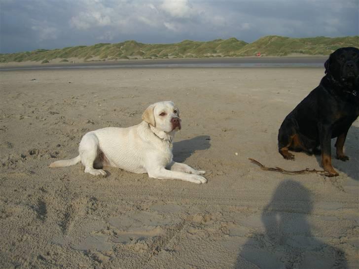 Labrador retriever Gustav billede 11